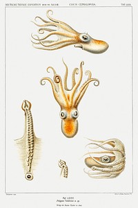 Marine life Bathypolypus octopus illustration from Deutschen Tiefsee-Expedition, German Deep Sea Expedition (1898&ndash;1899) by <a href="https://www.rawpixel.com/search/Carl%20Chun?sort=curated&amp;photo=1&amp;page=1">Carl Chun</a>. Original from Biodiversity Heritage Library. Digitally enhanced by rawpixel.