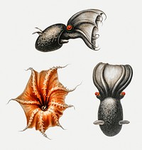 Cirrate octopus and a vampire squid illustration