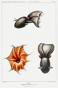 Cirrate octopus and a vampire squid illustration from Deutschen Tiefsee-Expedition, German Deep Sea Expedition (1898&ndash;1899) by <a href="https://www.rawpixel.com/search/Carl%20Chun?sort=curated&amp;photo=1&amp;page=1">Carl Chun</a>. Original from Biodiversity Heritage Library. Digitally enhanced by rawpixel.