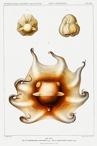 Cirrate octopus illustration from Deutschen Tiefsee-Expedition, German Deep Sea Expedition (1898&ndash;1899) by <a href="https://www.rawpixel.com/search/Carl%20Chun?sort=curated&amp;photo=1&amp;page=1">Carl Chun</a>. Original from Biodiversity Heritage Library. Digitally enhanced by rawpixel.