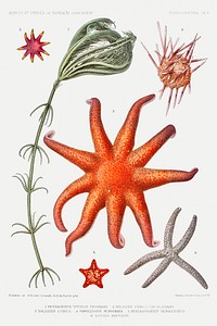 Starfish varieties set illustration from R&eacute;sultats des Campagnes Scientifiques by <a href="https://www.rawpixel.com/search/albert%20i?sort=curated&amp;photo=1&amp;page=1">Albert I</a>, Prince of Monaco (1848&ndash;1922). Original from Biodiversity Heritage Library. Digitally enhanced by rawpixel.