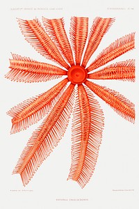 Brisingidae starfish illustration from R&eacute;sultats des Campagnes Scientifiques by <a href="https://www.rawpixel.com/search/albert%20i?sort=curated&amp;photo=1&amp;page=1">Albert I</a>, Prince of Monaco (1848&ndash;1922). Original from Biodiversity Heritage Library. Digitally enhanced by rawpixel.