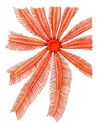 Brisingidae starfish illustration