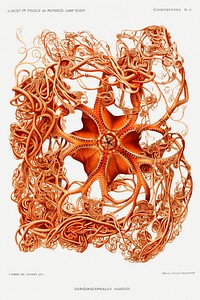 Gorgonocephalus arcticus, a basket star illustration from R&eacute;sultats des Campagnes Scientifiques by <a href="https://www.rawpixel.com/search/albert%20i?sort=curated&amp;photo=1&amp;page=1">Albert I</a>, Prince of Monaco (1848&ndash;1922). Original from Biodiversity Heritage Library. Digitally enhanced by rawpixel.