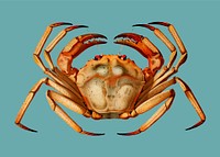 Chaceon, the Atlantic deep sea red crab illustration