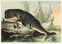 Sperm whale from Johnson&#39;s household book of nature (1880) by <a href="https://www.rawpixel.com/search/John%20Karst?&amp;page=1">John Karst</a> (1836-1922).