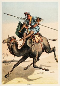 Camel from Johnson&#39;s household book of nature (1880) by <a href="https://www.rawpixel.com/search/John%20Karst?&amp;page=1">John Karst</a> (1836-1922).