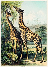 Giraffe from Johnson's household book of nature (1880) by John Karst (1836-1922).