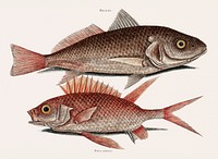 Croaker (Perca marina) Squirrelfish (Perca rubra) from The Natural History of Carolina, Florida, and the Bahama Islands (1754) by <a href="https://www.rawpixel.com/search/Mark%20Catesby?&amp;page=1">Mark Catesby</a> (1683-1749). Original from Biodiversity Heritage Library. Digitally enhanced by rawpixel.