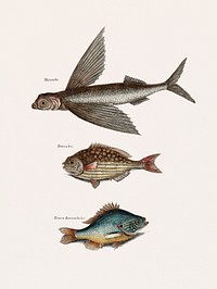 Flying Fish (Hirundo), Rudder Fish (Perca sectatrix) and Perch (Perca fluviatilis) from The Natural History of Carolina, Florida, and the Bahama Islands (1754) by <a href="https://www.rawpixel.com/search/Mark%20Catesby?&amp;page=1">Mark Catesby</a> (1683-1749). Original from Biodiversity Heritage Library. Digitally enhanced by rawpixel.