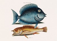 Vintage illustration of Tang fish (Turdus Rhomboidalis) Yellow Fish (Turdus cauda convexa)