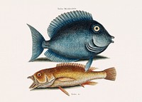 Tang fish (Turdus Rhomboidalis) Yellow Fish (Turdus cauda convexa) from The natural history of Carolina, Florida, and the Bahama Islands (1754) by <a href="https://www.rawpixel.com/search/Mark%20Catesby?&amp;page=1">Mark Catesby</a> (1683-1749). Original from Biodiversity Heritage Library. Digitally enhanced by rawpixel.