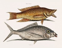 Hog fish (Turdus Flavus) Shad fish (Turdus cinereus peltatus) from The natural history of Carolina, Florida, and the Bahama Islands (1754) by <a href="https://www.rawpixel.com/search/Mark%20Catesby?&amp;page=1">Mark Catesby</a> (1683-1749). Original from Biodiversity Heritage Library. Digitally enhanced by rawpixel.