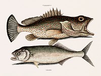 Hind fish (Cugupuguaca Brasil) Skipjack (Saltatrix) from The natural history of Carolina, Florida, and the Bahama Islands (1754) by <a href="https://www.rawpixel.com/search/Mark%20Catesby?&amp;page=1">Mark Catesby</a> (1683-1749). Original from Biodiversity Heritage Library. Digitally enhanced by rawpixel.