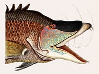 Great Hog-Fish (Suillis) from The natural history of Carolina, Florida, and the Bahama Islands (1754) by <a href="https://www.rawpixel.com/search/Mark%20Catesby?&amp;page=1">Mark Catesby</a> (1683-1749). Original from Biodiversity Heritage Library. Digitally enhanced by rawpixel.