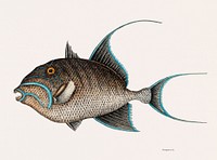 Old Wife Fish (Guaperva Maxima Caudata) from The natural history of Carolina, Florida, and the Bahama Islands (1754) by <a href="https://www.rawpixel.com/search/Mark%20Catesby?&amp;page=1">Mark Catesby</a> (1683-1749). Original from Biodiversity Heritage Library. Digitally enhanced by rawpixel.