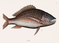 Mutton Fish (Anthea quartus Rondeletii) from The natural history of Carolina, Florida, and the Bahama Islands (1754) by <a href="https://www.rawpixel.com/search/Mark%20Catesby?&amp;page=1">Mark Catesby</a> (1683-1749). Original from Biodiversity Heritage Library. Digitally enhanced by rawpixel.
