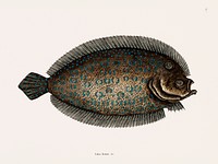 Sole Fish (Solea Lunata) from The natural history of Carolina, Florida, and the Bahama Islands (1754) by <a href="https://www.rawpixel.com/search/Mark%20Catesby?&amp;page=1">Mark Catesby</a> (1683-1749). Original from Biodiversity Heritage Library. Digitally enhanced by rawpixel.