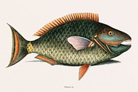 Parrot Fish (Psittacus Piscis Viridis) from The natural history of Carolina, Florida, and the Bahama Islands (1754) by <a href="https://www.rawpixel.com/search/Mark%20Catesby?&amp;page=1">Mark Catesby</a> (1683-1749). Original from Biodiversity Heritage Library. Digitally enhanced by rawpixel.