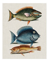 Vintage Parrot Fish, Tang fish, and Yellow Fish remix wall art print and poster.