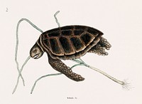 Green Turtle (Testudo marina viridis) from The natural history of Carolina, Florida, and the Bahama Islands (1754) by <a href="https://www.rawpixel.com/search/Mark%20Catesby?&amp;page=1">Mark Catesby</a> (1683-1749). Original from Biodiversity Heritage Library. Digitally enhanced by rawpixel.