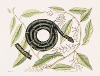 Eastern King Snake (Frutex Anguis Annulatus) from The natural history of Carolina, Florida, and the Bahama Islands (1754) by <a href="https://www.rawpixel.com/search/Mark%20Catesby?&amp;page=1">Mark Catesby</a> (1683-1749). Original from Biodiversity Heritage Library. Digitally enhanced by rawpixel.