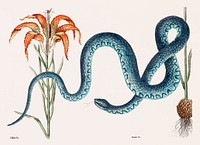Wampum Snake (Anguis) from The natural history of Carolina, Florida, and the Bahama Islands (1754) by <a href="https://www.rawpixel.com/search/Mark%20Catesby?&amp;page=1">Mark Catesby</a> (1683-1749). Original from Biodiversity Heritage Library. Digitally enhanced by rawpixel.