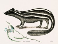 Polecat (Pseudo-Phalangium ramosum) from The natural history of Carolina, Florida, and the Bahama Islands (1754) by <a href="https://www.rawpixel.com/search/Mark%20Catesby?&amp;page=1">Mark Catesby</a> (1683-1749). Original from Biodiversity Heritage Library. Digitally enhanced by rawpixel.