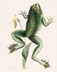 Bull Frog (Rana maxima) from The natural history of Carolina, Florida, and the Bahama Islands (1754) by <a href="https://www.rawpixel.com/search/Mark%20Catesby?&amp;page=1">Mark Catesby</a> (1683-1749). Original from Biodiversity Heritage Library. Digitally enhanced by rawpixel.