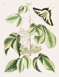 Swallowtail (Papilio caudatus) from The natural history of Carolina, Florida, and the Bahama Islands (1754) by <a href="https://www.rawpixel.com/search/Mark%20Catesby?&amp;page=1">Mark Catesby</a> (1683-1749). Original from Biodiversity Heritage Library. Digitally enhanced by rawpixel.