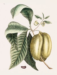 Pawpaw (Annona Triloba) from The natural history of Carolina, Florida, and the Bahama Islands (1754) by <a href="https://www.rawpixel.com/search/Mark%20Catesby?&amp;page=1">Mark Catesby</a> (1683-1749). Original from Biodiversity Heritage Library. Digitally enhanced by rawpixel.