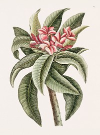 Plumeria from The natural history of Carolina, Florida, and the Bahama Islands (1754) by <a href="https://www.rawpixel.com/search/Mark%20Catesby?&amp;page=1">Mark Catesby</a> (1683-1749). Original from Biodiversity Heritage Library. Digitally enhanced by rawpixel.