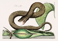 Vintage illustration of Brown Viper (Vipera Fusca)