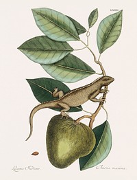 Guana (Lacertus Indicus) from The natural history of Carolina, Florida, and the Bahama Islands (1754) by <a href="https://www.rawpixel.com/search/Mark%20Catesby?&amp;page=1">Mark Catesby</a> (1683-1749). Original from Biodiversity Heritage Library. Digitally enhanced by rawpixel.