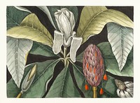 Umbrella Tree (Magnolia) from The natural history of Carolina, Florida, and the Bahama Islands (1754) by <a href="https://www.rawpixel.com/search/Mark%20Catesby?&amp;page=1">Mark Catesby</a> (1683-1749). Original from Biodiversity Heritage Library. Digitally enhanced by rawpixel.
