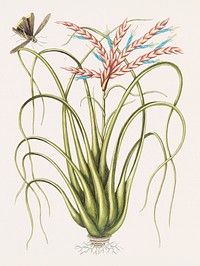 Wild Pine (Locusta Caroliniana) from The natural history of Carolina, Florida, and the Bahama Islands (1754) by <a href="https://www.rawpixel.com/search/Mark%20Catesby?&amp;page=1">Mark Catesby</a> (1683-1749). Original from Biodiversity Heritage Library. Digitally enhanced by rawpixel.