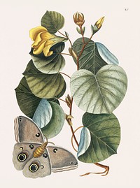 Mano Tree (Ketmia) from The natural history of Carolina, Florida, and the Bahama Islands (1754) by <a href="https://www.rawpixel.com/search/Mark%20Catesby?&amp;page=1">Mark Catesby</a> (1683-1749). Original from Biodiversity Heritage Library. Digitally enhanced by rawpixel.