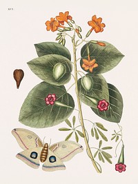 Great Moth (Phal&aelig;na ingens) from The natural history of Carolina, Florida, and the Bahama Islands (1754) by Mark Catesby (1683-1749). Original from Biodiversity Heritage Library. Digitally enhanced by rawpixel.