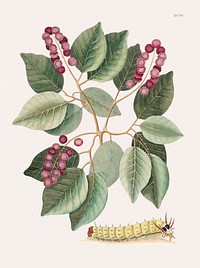 Pigeon-Plum (Cerasus) and Great horned Caterpillar (Eruca maxima cornuta) from The natural history of Carolina, Florida, and the Bahama Islands (1754) by <a href="https://www.rawpixel.com/search/Mark%20Catesby?&amp;page=1">Mark Catesby</a> (1683-1749). Original from Biodiversity Heritage Library. Digitally enhanced by rawpixel.