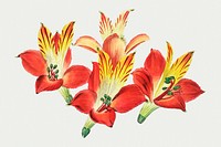 Red alstroemeria flower illustrated psd hand drawn