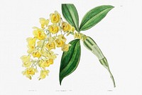 Dense flowered dendrobiumfrom Edwards&rsquo;s Botanical Register (1829&mdash;1847) by <a href="https://www.rawpixel.com/search/Sydenham%20Edwards?sort=curated&amp;page=1">Sydenham Edwards</a>, <a href="https://www.rawpixel.com/search/John%20Lindley?sort=curated&amp;page=1">John Lindley</a>, and <a href="https://www.rawpixel.com/search/James%20Ridgway?sort=curated&amp;page=1">James Ridgway</a>.