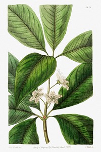 Large-leaved tristania from Edwards&rsquo;s Botanical Register (1829&mdash;1847) by Sydenham Edwards, John Lindley, and James Ridgway.