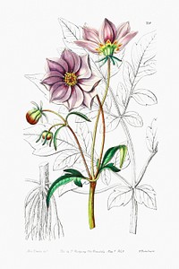 Smooth dwarf dahlia from Edwards&rsquo;s Botanical Register (1829&mdash;1847) by <a href="https://www.rawpixel.com/search/Sydenham%20Edwards?sort=curated&amp;page=1">Sydenham Edwards</a>, <a href="https://www.rawpixel.com/search/John%20Lindley?sort=curated&amp;page=1">John Lindley</a>, and <a href="https://www.rawpixel.com/search/James%20Ridgway?sort=curated&amp;page=1">James Ridgway</a>.