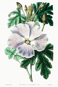 Mrs. Wray&#39;s hibiscus from Edwards&rsquo;s Botanical Register (1829&mdash;1847) by <a href="https://www.rawpixel.com/search/Sydenham%20Edwards?sort=curated&amp;page=1">Sydenham Edwards</a>, <a href="https://www.rawpixel.com/search/John%20Lindley?sort=curated&amp;page=1">John Lindley</a>, and <a href="https://www.rawpixel.com/search/James%20Ridgway?sort=curated&amp;page=1">James Ridgway</a>.