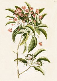 Mountain Laurel (Chamaedaphne foliis) from The Natural History of Carolina, Florida, and the Bahama Islands (1754) by <a href="https://www.rawpixel.com/search/Mark%20Catesby?sort=curated&amp;page=1">Mark Catesby</a> (1683-1749). Original from The Beinecke Rare Book &amp; Manuscript Library. Digitally enhanced by rawpixel.