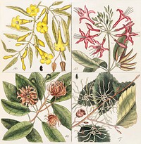 Upright Honey-fuckle (Ciflus Virginiana), Yellow Jasmine (Falminum lute odoratum Virginiana), Hamamelis, Frutex corni foliis from The Natural History of Carolina, Florida, and the Bahama Islands (1754) by Mark Catesby (1683-1749).