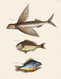 Flying Fish (Hirundo), Rudder Fish (Perca sectatrix) and Perch (Perca fluviatilis) from The Natural History of Carolina, Florida, and the Bahama Islands (1754) by <a href="https://www.rawpixel.com/search/Mark%20Catesby?sort=curated&amp;page=1">Mark Catesby</a> (1683-1749). Original from The Beinecke Rare Book &amp; Manuscript Library. Digitally enhanced by rawpixel.