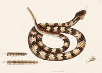 Rattle Snake (Vipera caudisona) from The Natural History of Carolina, Florida, and the Bahama Islands (1754) by <a href="https://www.rawpixel.com/search/Mark%20Catesby?sort=curated&amp;page=1">Mark Catesby</a> (1683-1749). Original from The Beinecke Rare Book &amp; Manuscript Library. Digitally enhanced by rawpixel.