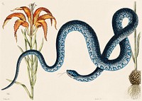 Wampum Snake (Anguis) from The Natural History of Carolina, Florida, and the Bahama Islands (1754) by <a href="https://www.rawpixel.com/search/Mark%20Catesby?sort=curated&amp;page=1">Mark Catesby</a> (1683-1749). Original from The Beinecke Rare Book &amp; Manuscript Library. Digitally enhanced by rawpixel.