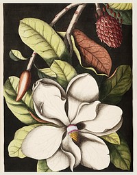 Laurel Tree (Magnolia altissima) from The Natural History of Carolina, Florida, and the Bahama Islands (1754) by <a href="https://www.rawpixel.com/search/Mark%20Catesby?sort=curated&amp;page=1">Mark Catesby</a> (1683-1749). Original from The Beinecke Rare Book &amp; Manuscript Library. Digitally enhanced by rawpixel.